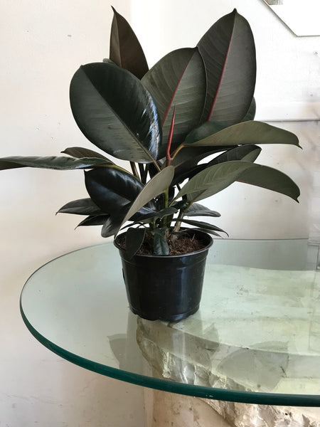 Rubber Tree Plant