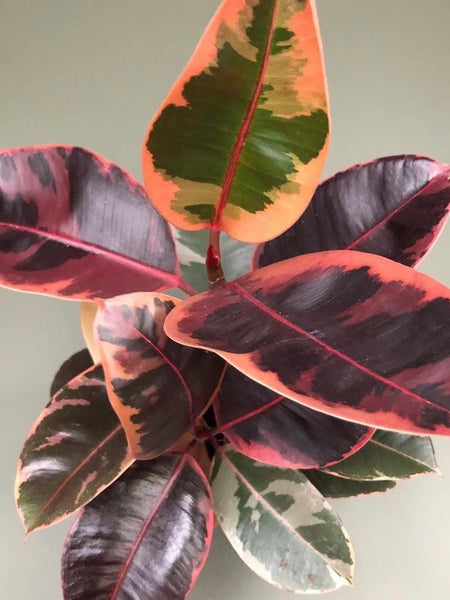 Red Ruby Variegated Belize Ficus Elastica (57 in tall) - ONLY 1!