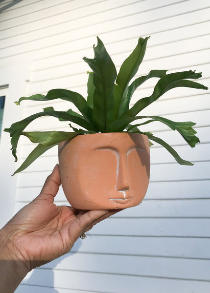 Bird’s Nest Fern