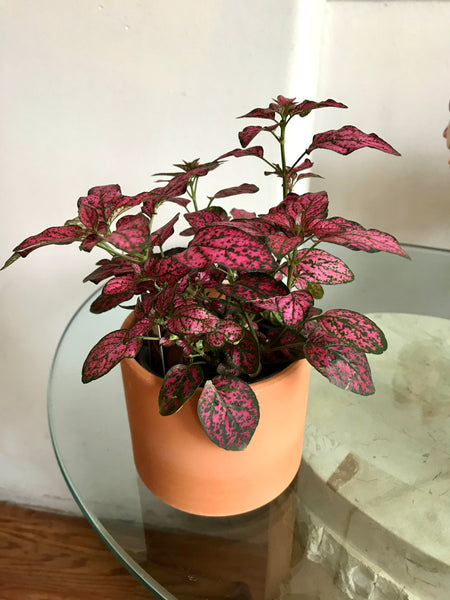 Hypoestes Polka Dot Plant