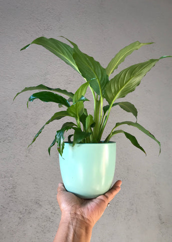 Peace Lily Plant