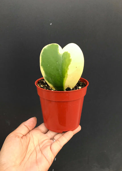 4” Hoya Heart Plant