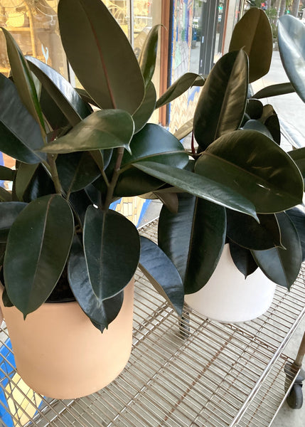 Rubber Tree Plant