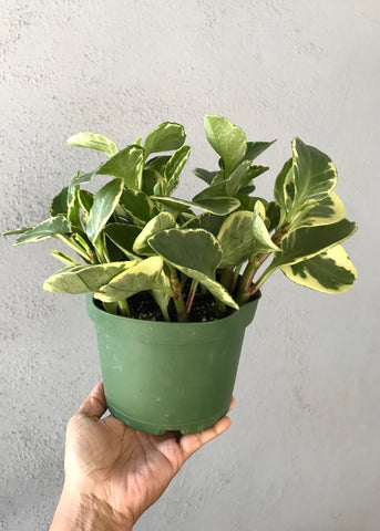 6" Variegated Peperomia Obtusfolia