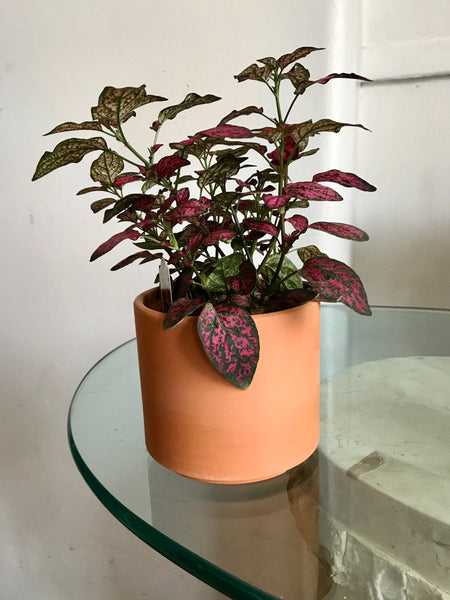 Hypoestes Polka Dot Plant