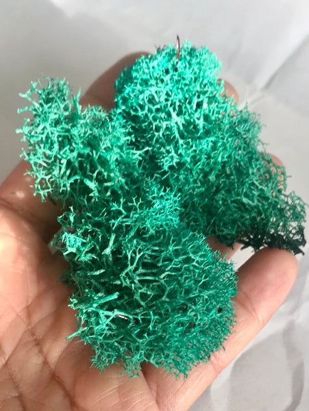 Terrarium Reindeer Moss Green Colored Moss