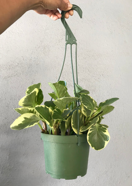 6" Variegated Peperomia Obtusfolia