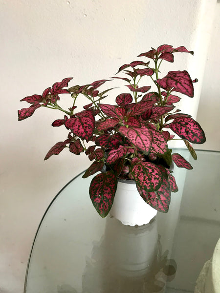 Hypoestes Polka Dot Plant