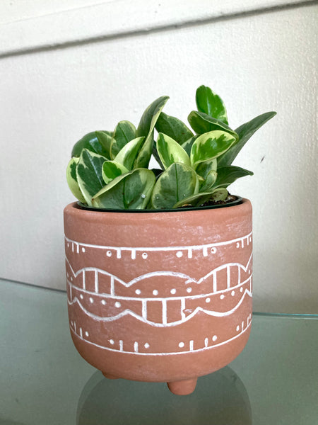 Variegated Peperomia Obtusfolia Plant