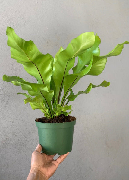 Bird’s Nest Fern