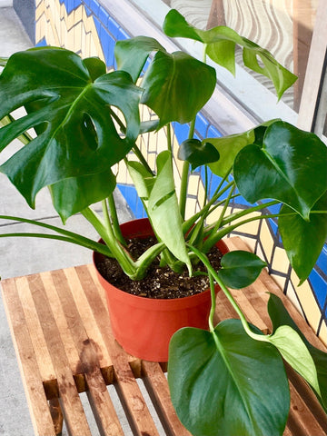 Swiss Cheese / Monstera Deliciousa Plant