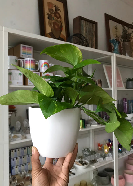 Golden Pothos Plant