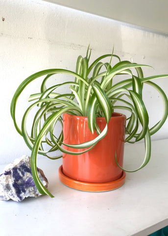 Spider Plant