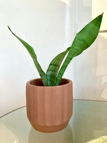 Moonshine Snake Plant Sansevieria