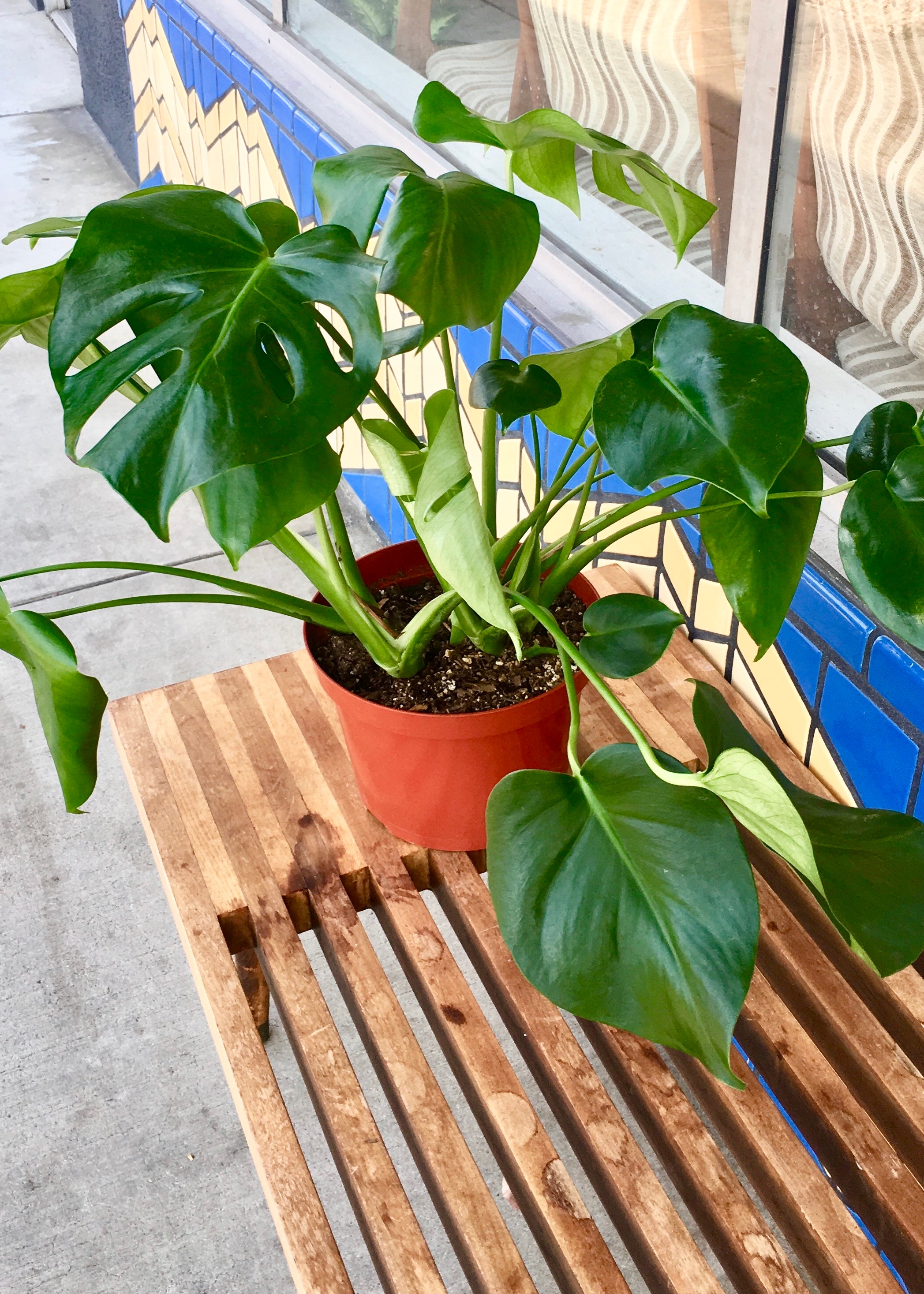 monstera deliciosa form 6 6” Monstera Deliciosa Plant