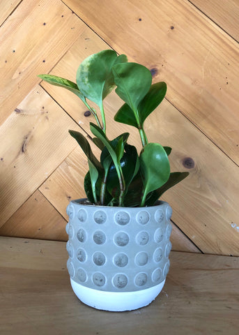 Peperomia Obtusfolia Plant