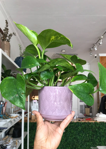 Golden Pothos Plant