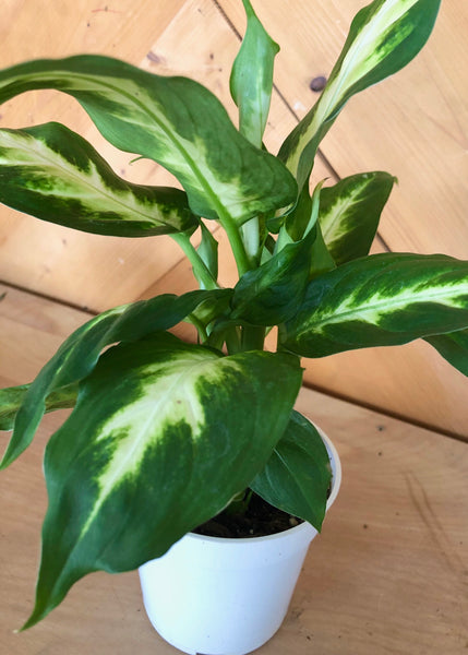 Dumb Cane (Dieffenbachi Camilla) Plant