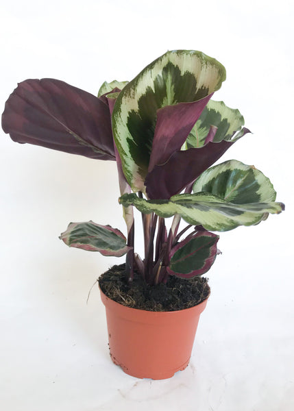Calathea Medallion Prayer Plant