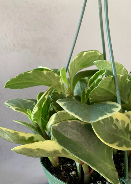 6" Variegated Peperomia Obtusfolia