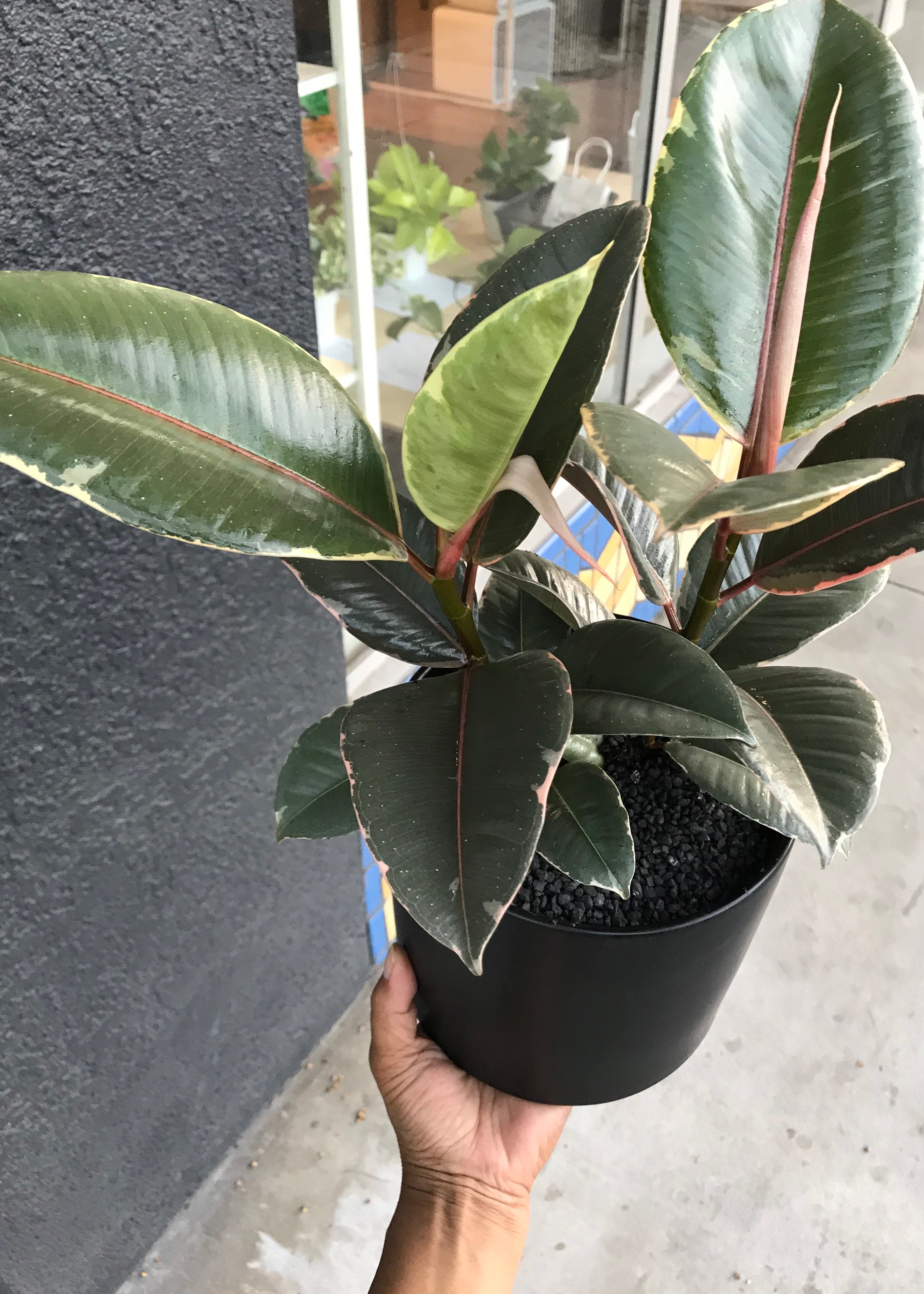 variegated rubber tree for sale Variegated Rubber Tree