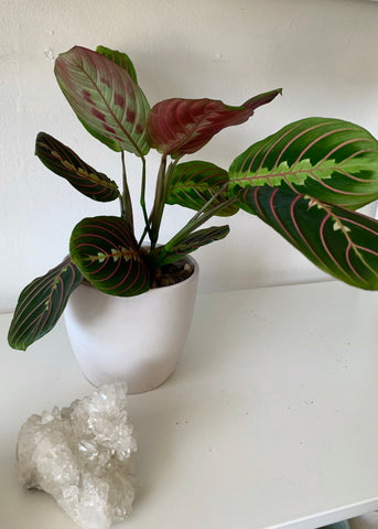 4” Maranta Prayer Plant