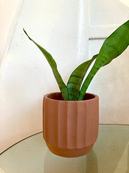 Moonshine Snake Plant Sansevieria