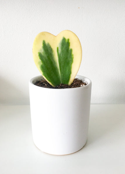 4” Hoya Heart Plant
