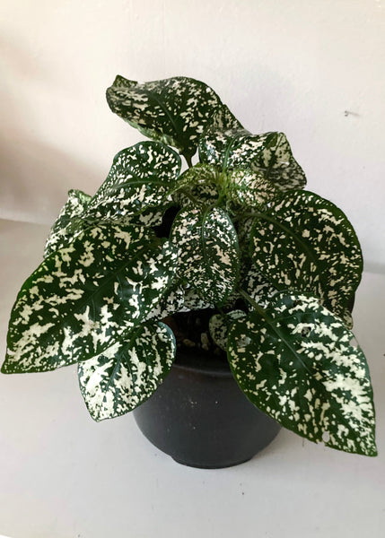 White Polka Dot Plant